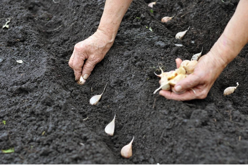 How to Grow Garlic The Seed Collection